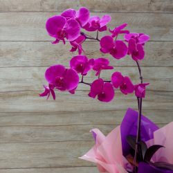 Orquídea Phalaenopsis 2 Hastes Pote 15 + Chocolate